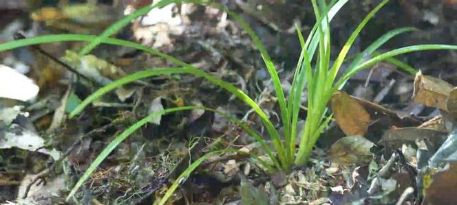 兰科植物灵王的种类有哪些？