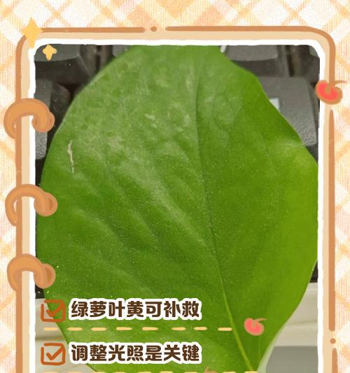 龙爪叶子发黄的补救方法是什么？