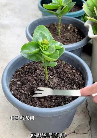 阳台养的花需要松土吗为什么？松土对植物有何好处？