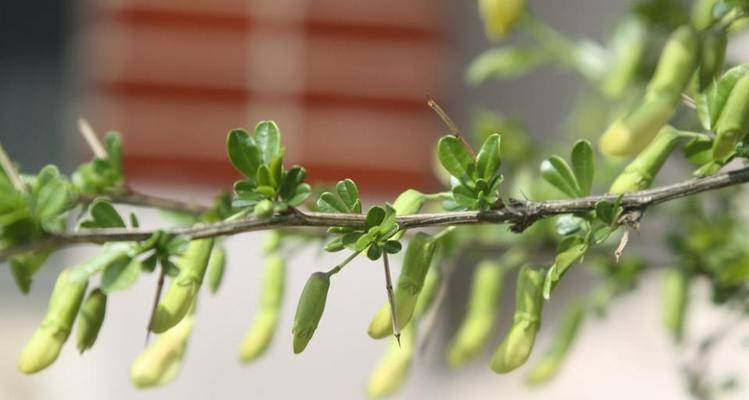 杨雀花苗叶子发黄的处理方法是什么？