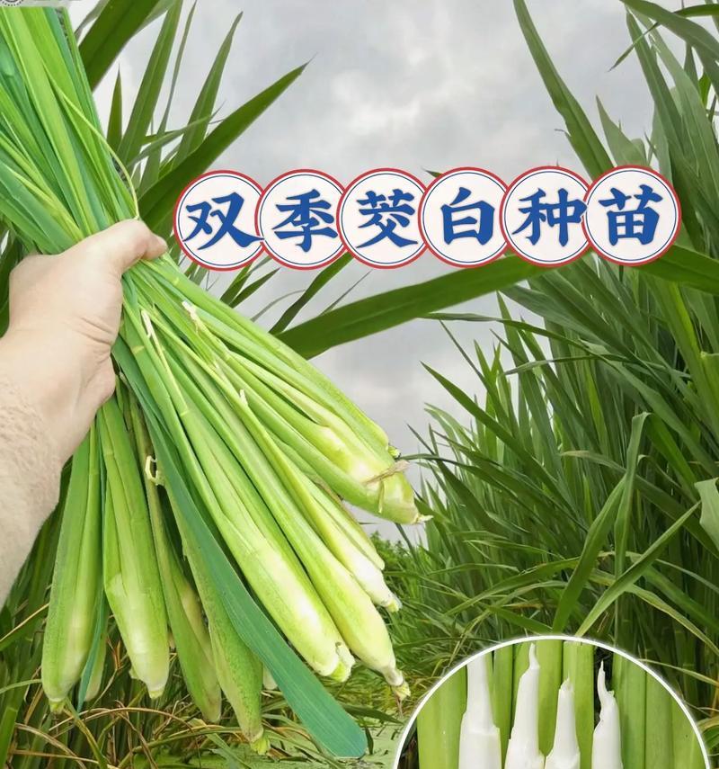 润溪地区适合种植哪些水生植物？