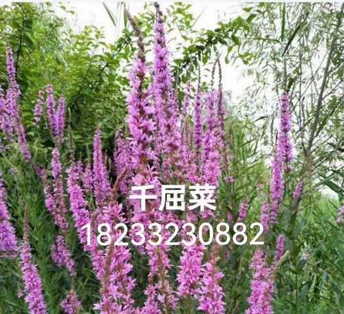 润溪地区适合种植哪些水生植物？