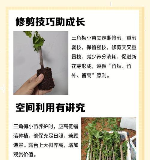 三角梅小苗的造型技巧有哪些？
