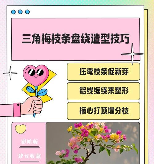 三角梅小苗的造型技巧有哪些？
