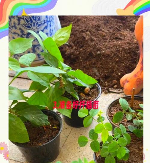 三角梅小苗的造型技巧有哪些？