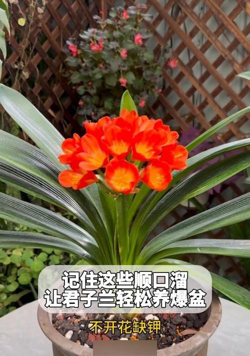 君子兰爆盆取出的正确步骤是什么？