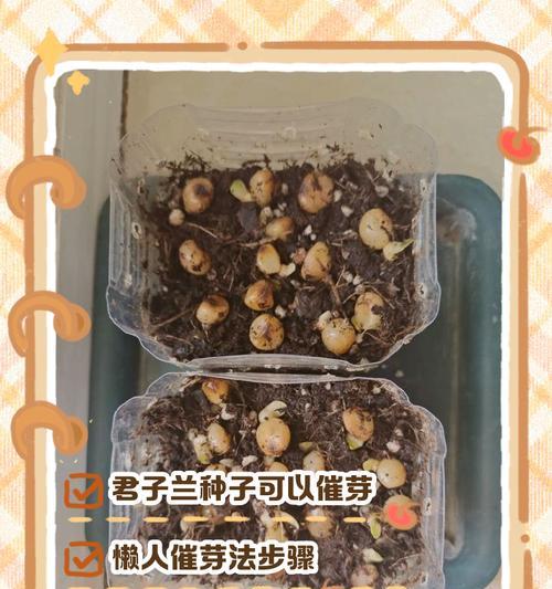 君子兰爆盆取出的正确步骤是什么？