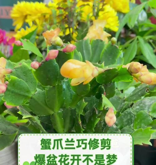 君子兰怎么修剪才爆盆？修剪技巧和最佳时机是什么？