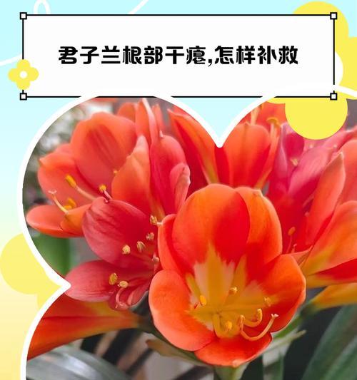 君子兰根部白霉的处理方法是什么？