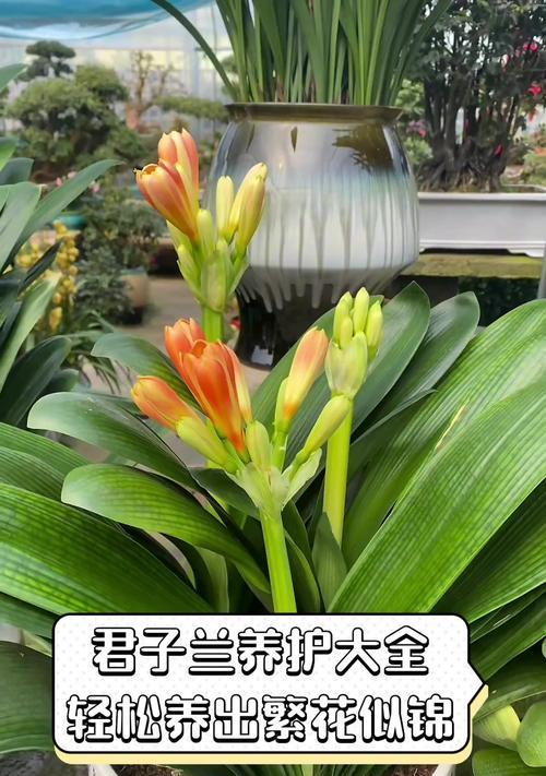 哪些花可以与君子兰进行杂交？