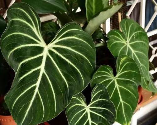 花卉绿植中有哪些是野生的？它们的特性是什么？