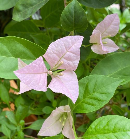 花卉绿植中有哪些是野生的？它们的特性是什么？
