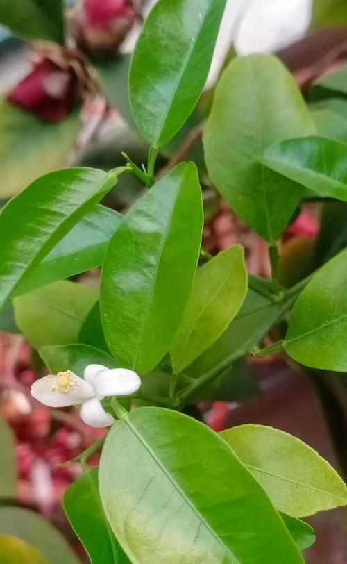 花卉绿植中有哪些是野生的？它们的特性是什么？