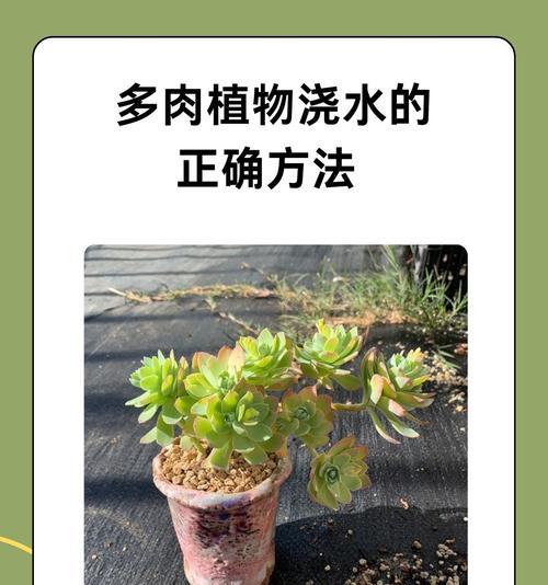 盆景到家后浇水需要注意什么？
