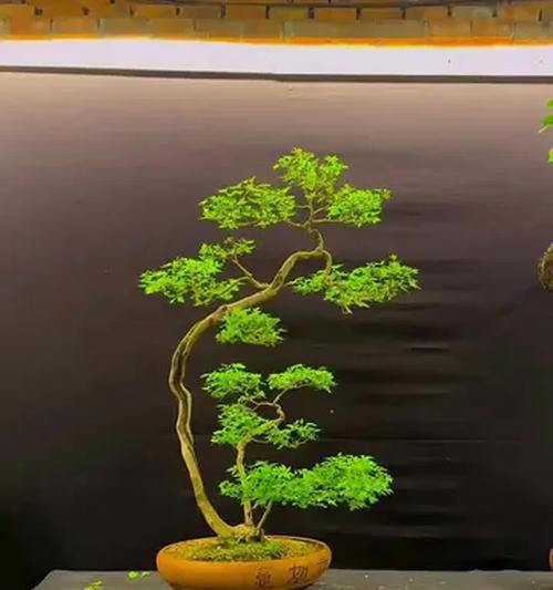 盆景到家后浇水需要注意什么？