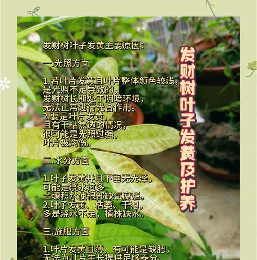 圆叶棕榈叶子发黄是怎么回事？圆叶棕榈叶子发黄的原因是什么？