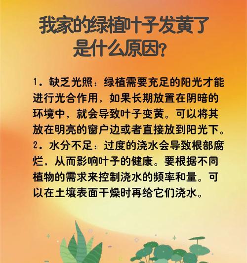 圆叶棕榈叶子发黄是怎么回事？圆叶棕榈叶子发黄的原因是什么？