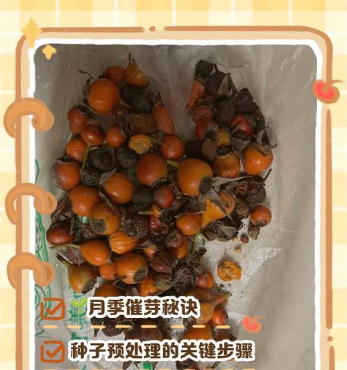 月季混土颗粒的处理方法有哪些？