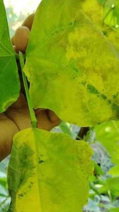 芸豆叶子薄且发黄是什么原因？如何解决？