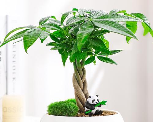 常见的观赏植物盆栽摆件有哪些？