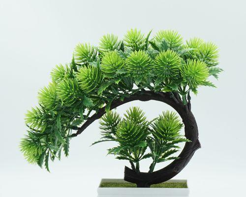常见的观赏植物盆栽摆件有哪些？