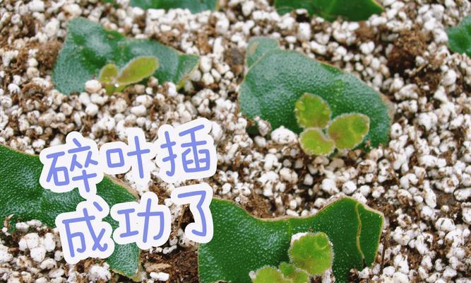 君子兰幼苗根断了如何处理？有哪些急救措施？