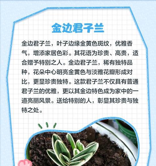 君子兰绑上树的方法是什么？