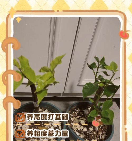 三角梅桃心造型的制作方法是什么？