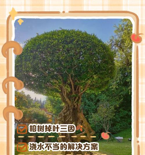深根榕树的正确浇水方法是什么？