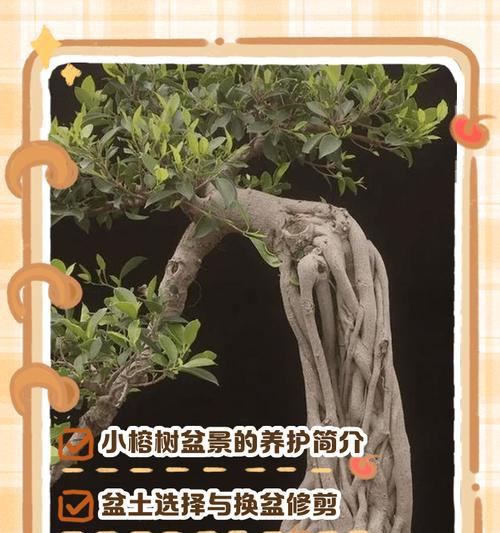 深根榕树的正确浇水方法是什么？