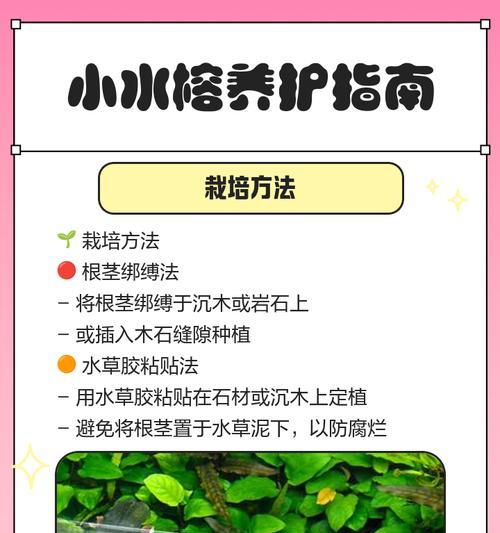 深根榕树的正确浇水方法是什么？