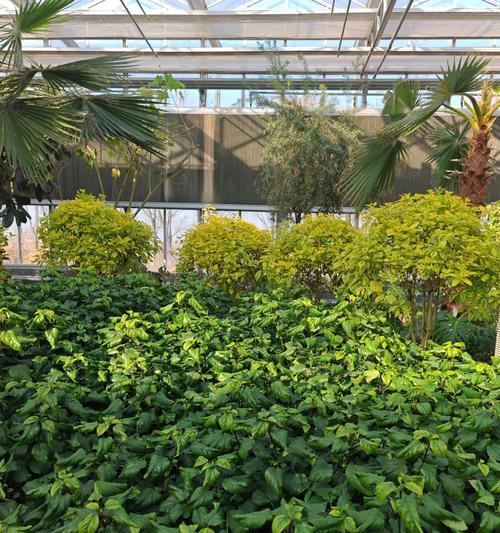 盐城市有哪些观赏植物？如何选择适合的观赏植物？