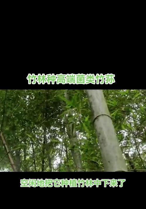 竹林下适合种植哪些观赏植物？如何养护？