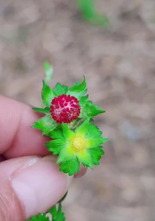 竹林下适合种植哪些观赏植物？如何养护？