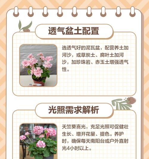 白兔子天竺葵的养殖方法是什么？