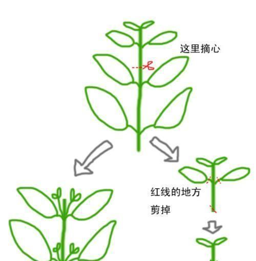 白兔子天竺葵的养殖方法是什么？