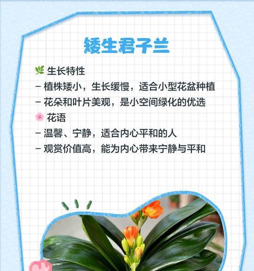 君子兰019是指什么意思？是否为特定品种或编号？