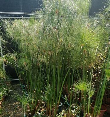 石槽造景适合哪些水生植物？