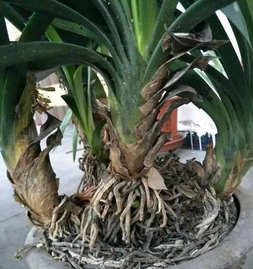 君子兰不适合客厅种植的原因是什么？