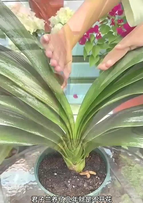 君子兰不适合客厅种植的原因是什么？
