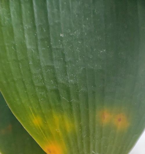君子兰不适合客厅种植的原因是什么？
