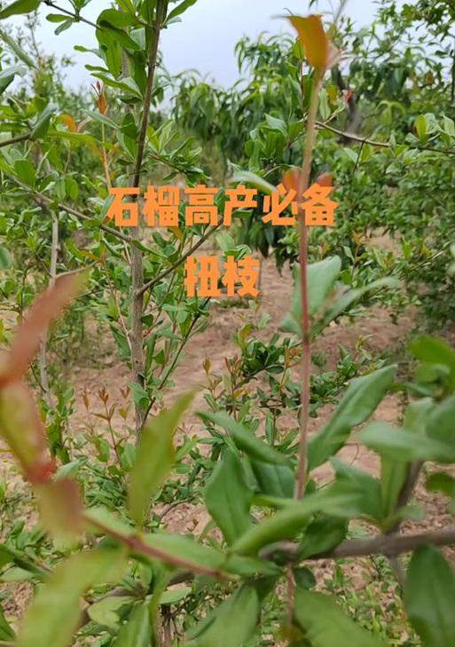 软籽石榴的正确浇水方法是什么？