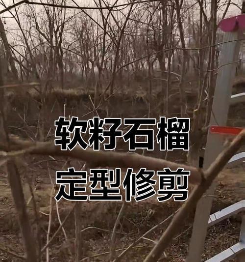 软籽石榴的正确浇水方法是什么？