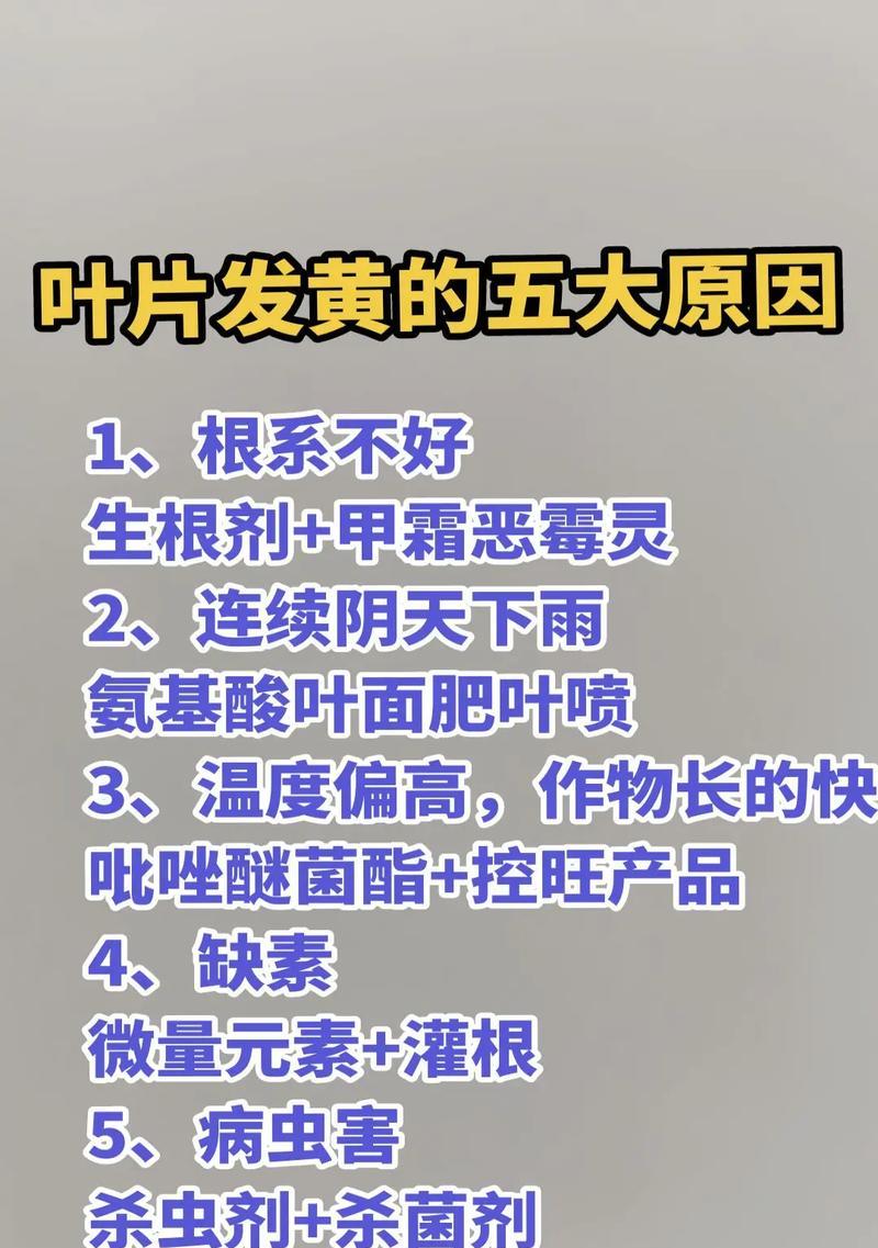 香瓜叶子芯发黄是什么原因？