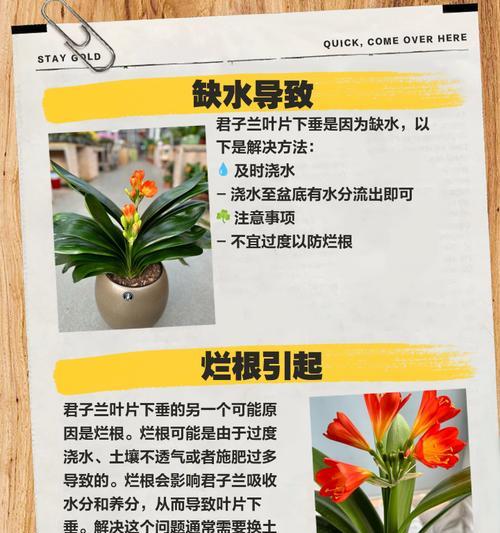 君子兰出现褶皱是为什么？如何解决？