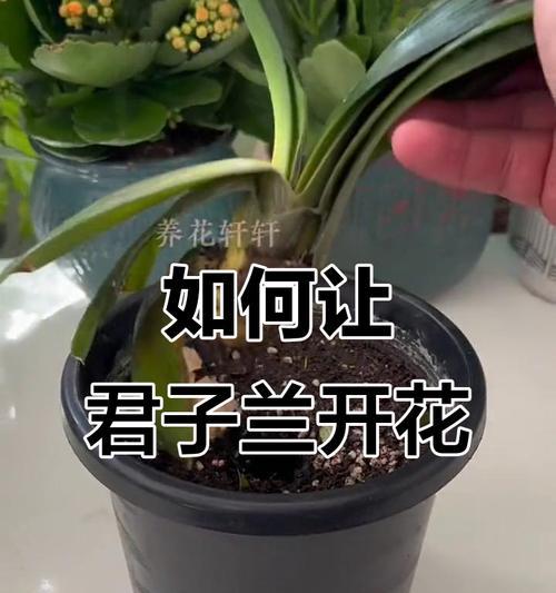 君子兰出现褶皱是为什么？如何解决？