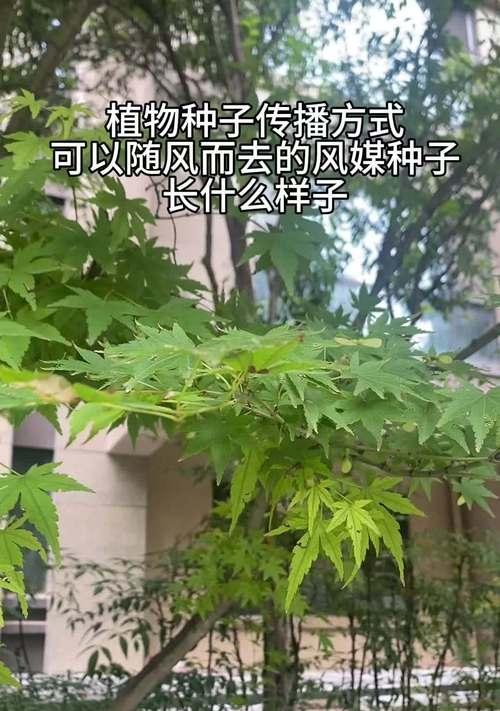 什么食物可以通过风来传播种子？风媒传播种子的植物有哪些？