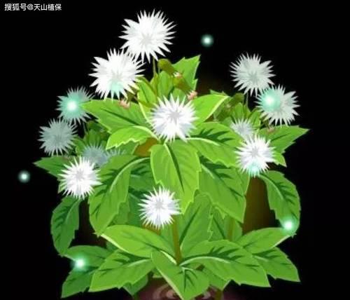 什么食物可以通过风来传播种子？风媒传播种子的植物有哪些？