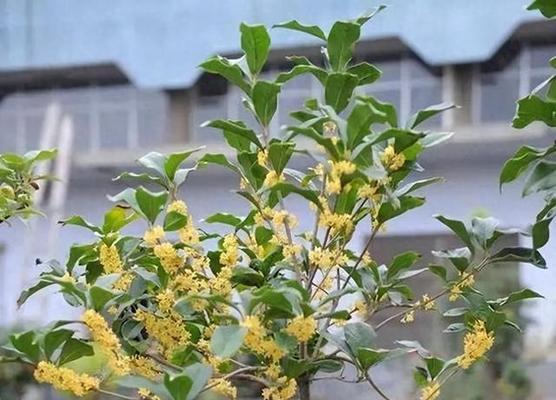 老庄香花盆景的正确养护方法是什么？