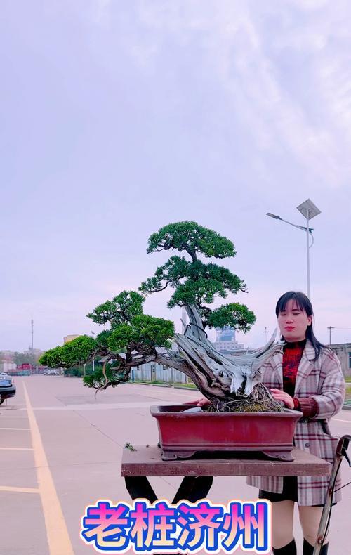 老庄香花盆景的正确养护方法是什么？